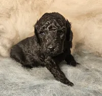 Felix Moyen, a male Poodle - Miniature  for sale in Whitewater, WI – 2 of 8