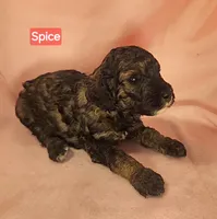 4 Spice, a female Poodle - Miniature  for sale in Whitewater, WI – 4 of 7
