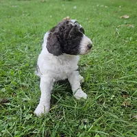 Kelly Moyen, a female Poodle - Miniature  for sale in Whitewater, WI – 3 of 9
