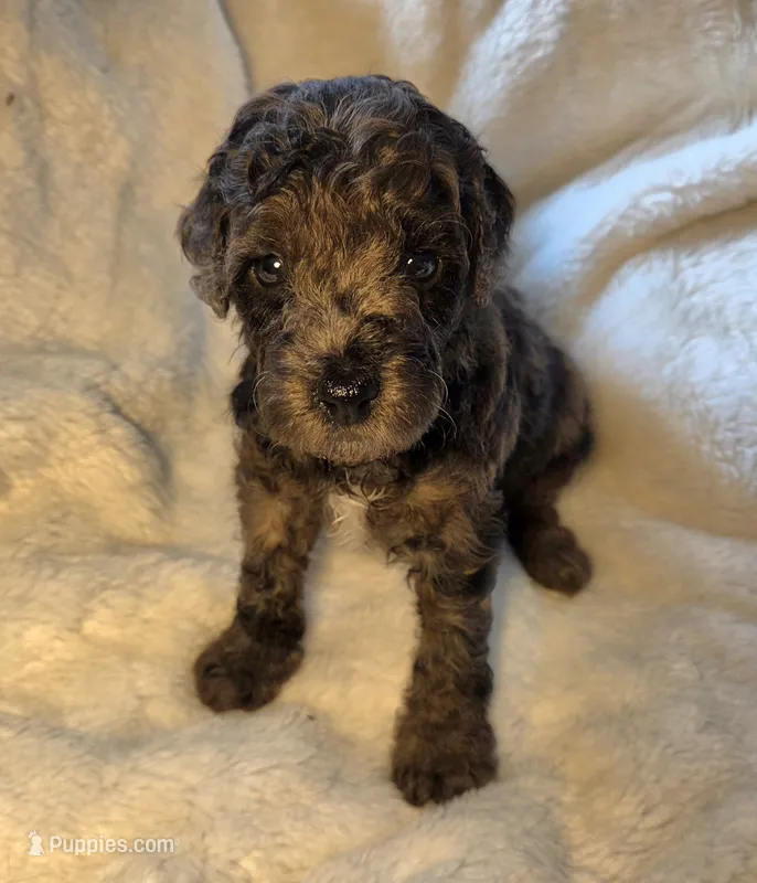 Liam  – Poodle - Miniature  puppy for sale in Whitewater, WI