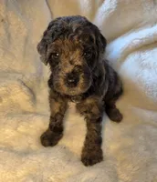 Liam , a male Poodle - Miniature  for sale in Whitewater, WI – 1 of 5
