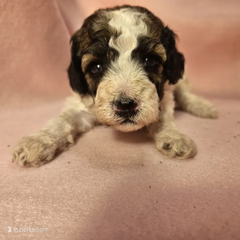 April Miniature – Poodle - Miniature  puppy for sale in Whitewater, WI