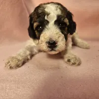 3 Mini , a female Poodle - Miniature  for sale in Whitewater, WI – 2 of 5