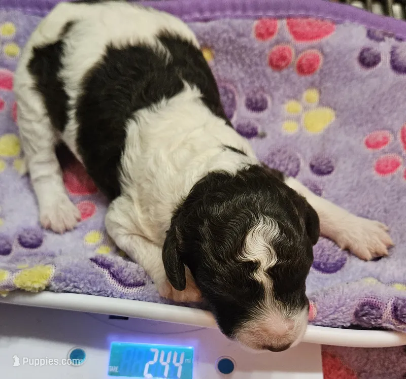 Lilly Moyen – Poodle - Miniature  puppy for sale in Whitewater, WI