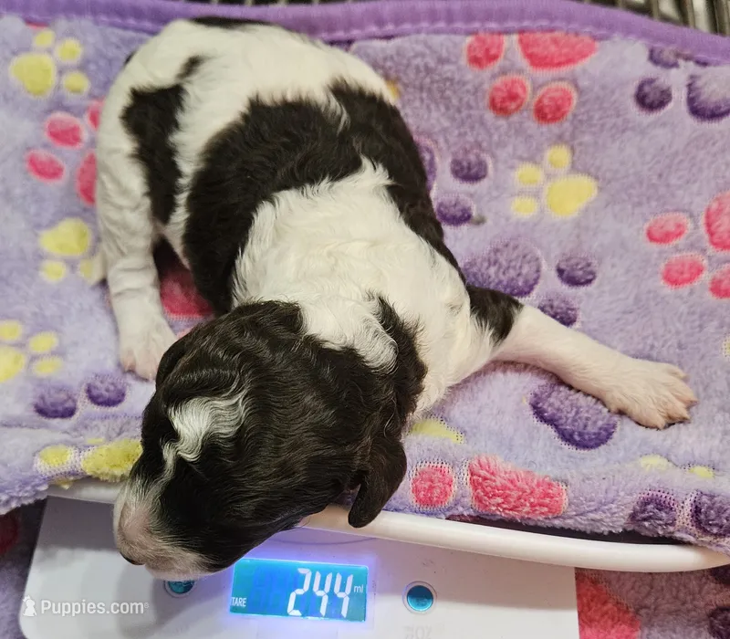 Happy Birthday Lilly Moyen – Poodle - Miniature  puppy for sale in Whitewater, WI