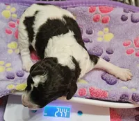 Happy Birthday Lilly Moyen, a female Poodle - Miniature  for sale in Whitewater, WI – 1 of 4