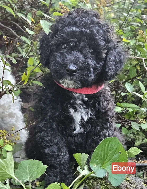 Ebony – Poodle - Miniature  puppy for sale in Whitewater, WI