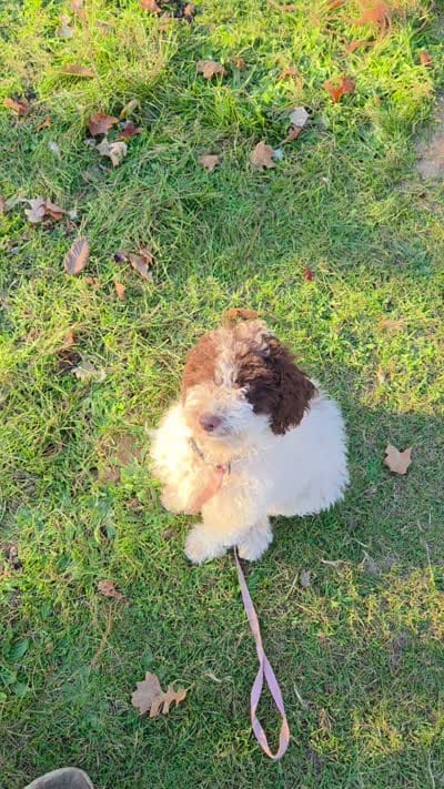 Nora is potty, leash, recall, crate, behavior training, a female Poodle - Miniature  for sale in Whitewater, WI – 9 of 9