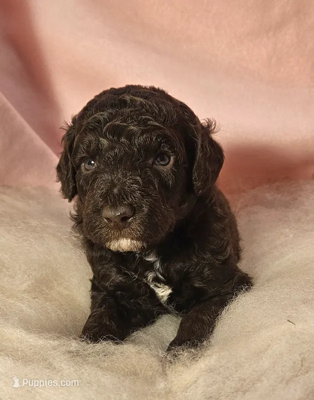  Ivy Moyen – Poodle - Miniature  puppy for sale in Whitewater, WI