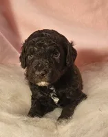  Ivy Moyen, a female Poodle - Miniature  for sale in Whitewater, WI – 1 of 7