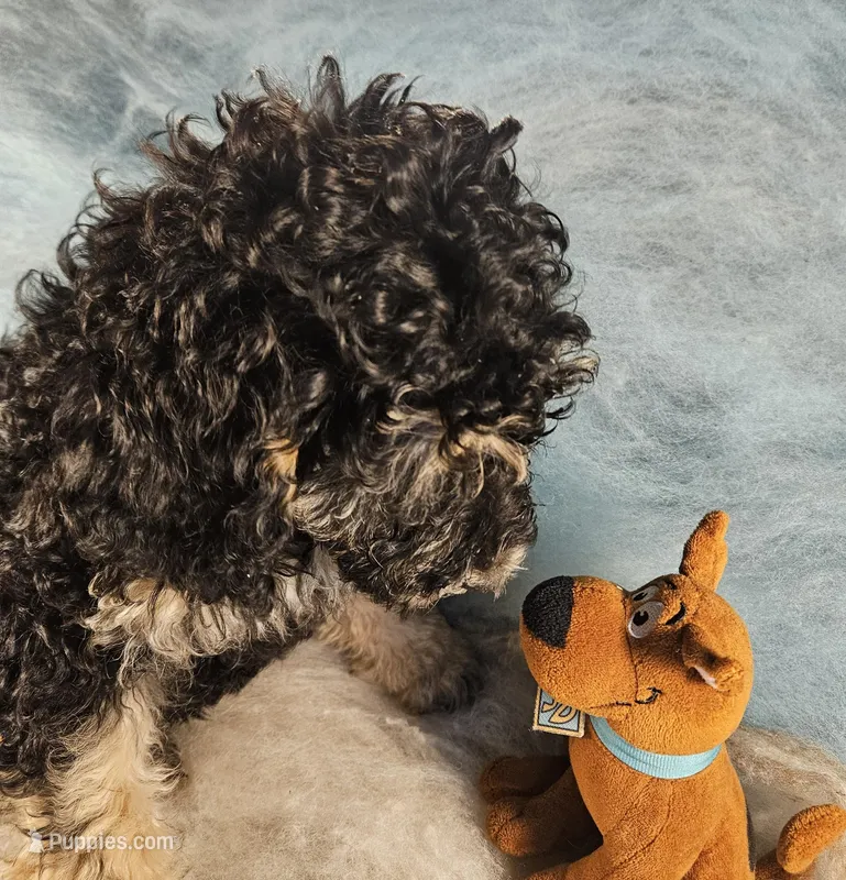 Bella – Poodle - Miniature  puppy for sale in Whitewater, WI