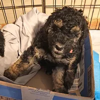 Bella, a female Poodle - Miniature  for sale in Whitewater, WI – Photo 2 of 10