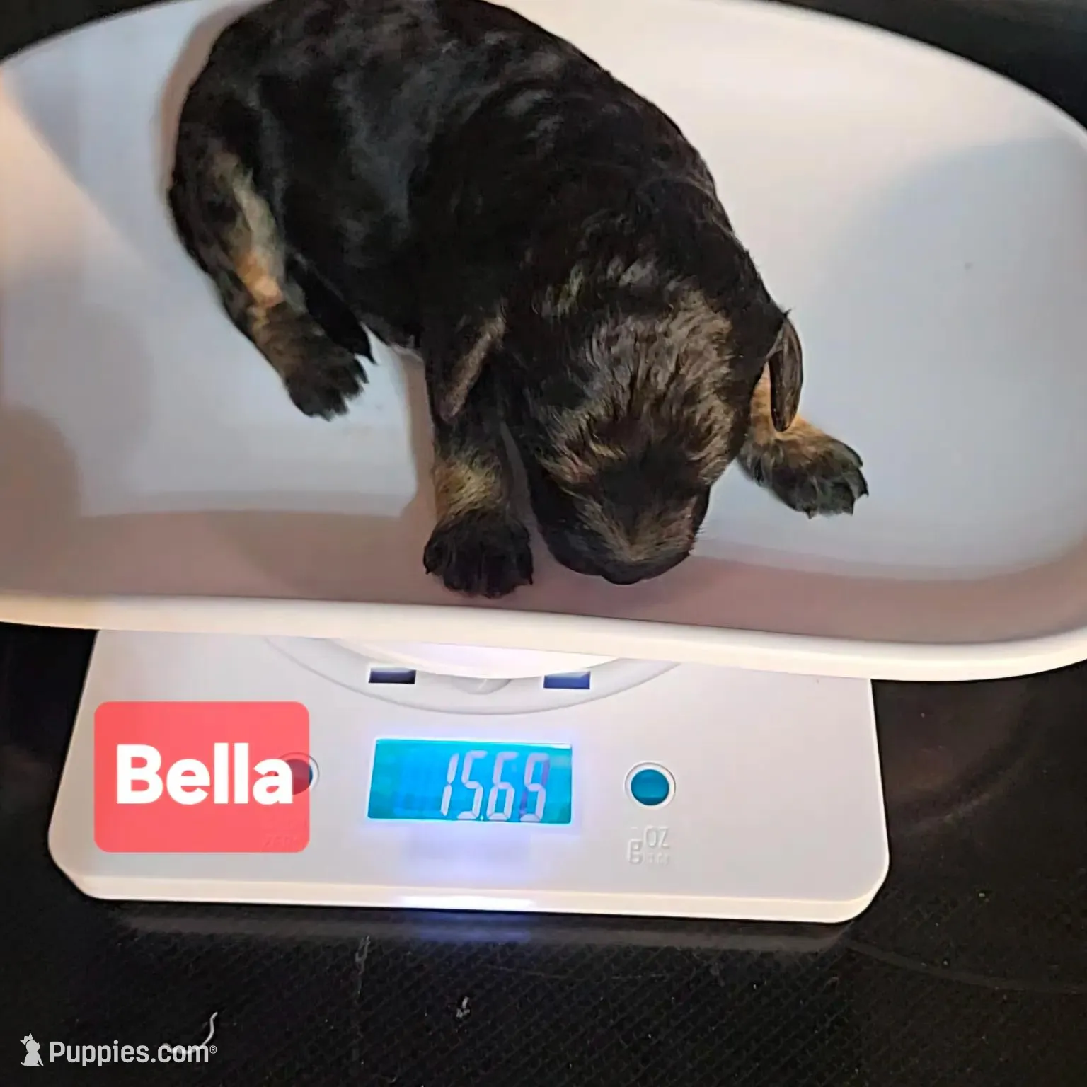 Bella, a female Poodle - Miniature  for sale in Whitewater, WI – Photo 6 of 10