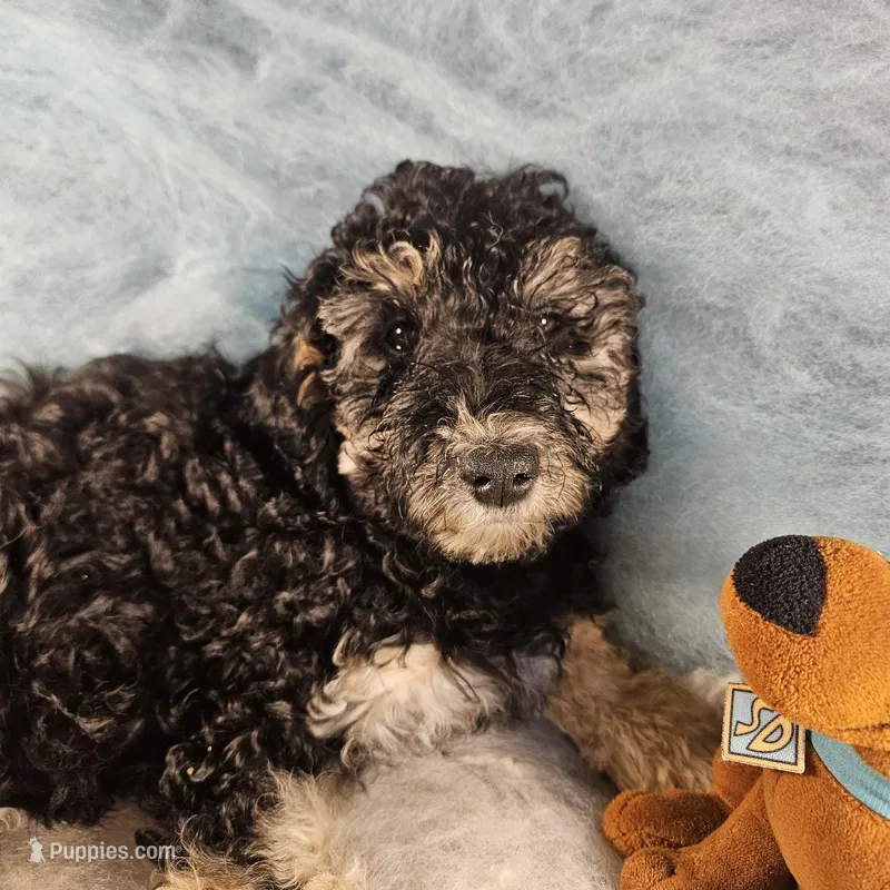 Bella, in training – Poodle - Miniature  puppy for sale in Whitewater, WI