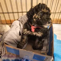 Bella, a female Poodle - Miniature  for sale in Whitewater, WI – Photo 3 of 10