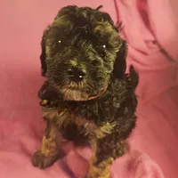 Bella, a female Poodle - Miniature  for sale in Whitewater, WI – Photo 1 of 10