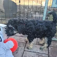 Bella, a female Poodle - Miniature  for sale in Whitewater, WI – Photo 8 of 10
