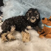 Bella, in training, a female Poodle - Miniature  for sale in Whitewater, WI – Photo 3 of 9