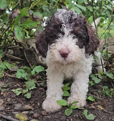 Cookie potty training, a female Poodle - Miniature  for sale in Whitewater, WI – 10 of 10