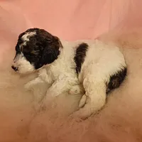 2 Moyen , a female Poodle - Miniature  for sale in Whitewater, WI – 3 of 5
