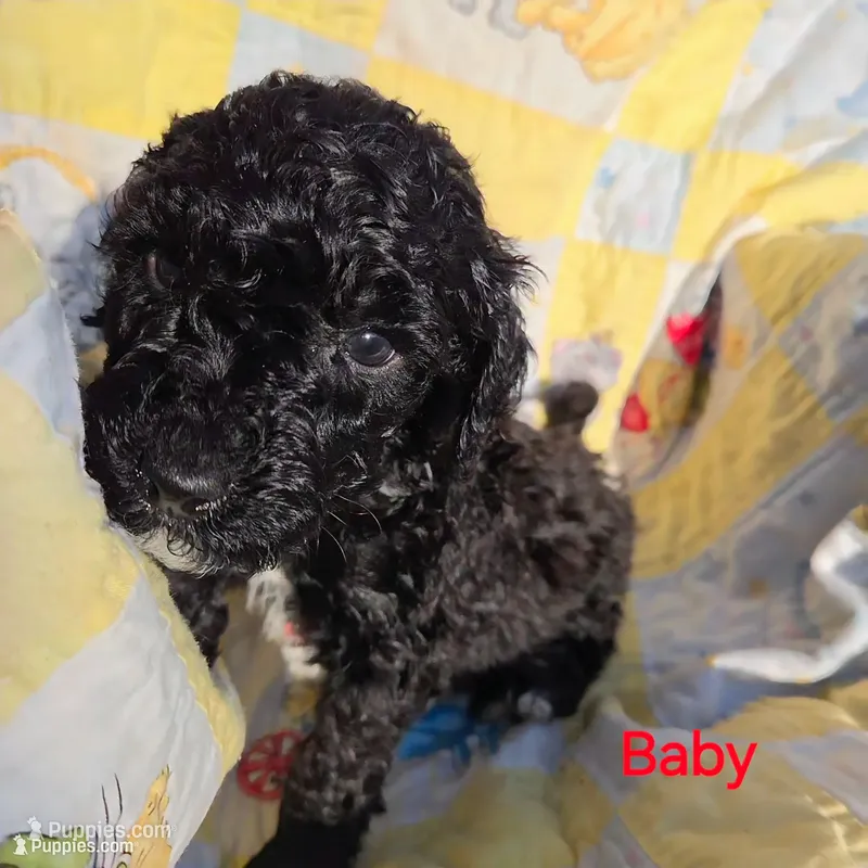 Baby – Poodle - Miniature  puppy for sale in Whitewater, WI