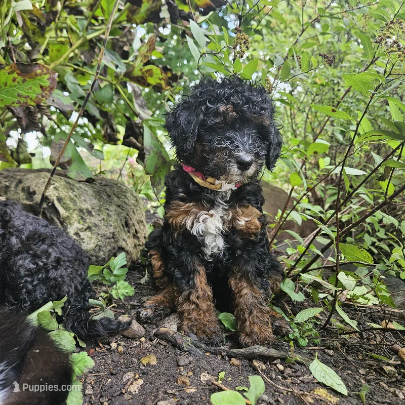  Bella, Moyen – Poodle - Miniature  puppy for sale in Whitewater, WI