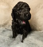 Felix Moyen, a male Poodle - Miniature  for sale in Whitewater, WI – 5 of 8