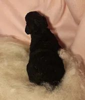 Mia Moyen, a female Poodle - Miniature  for sale in Whitewater, WI – 5 of 9