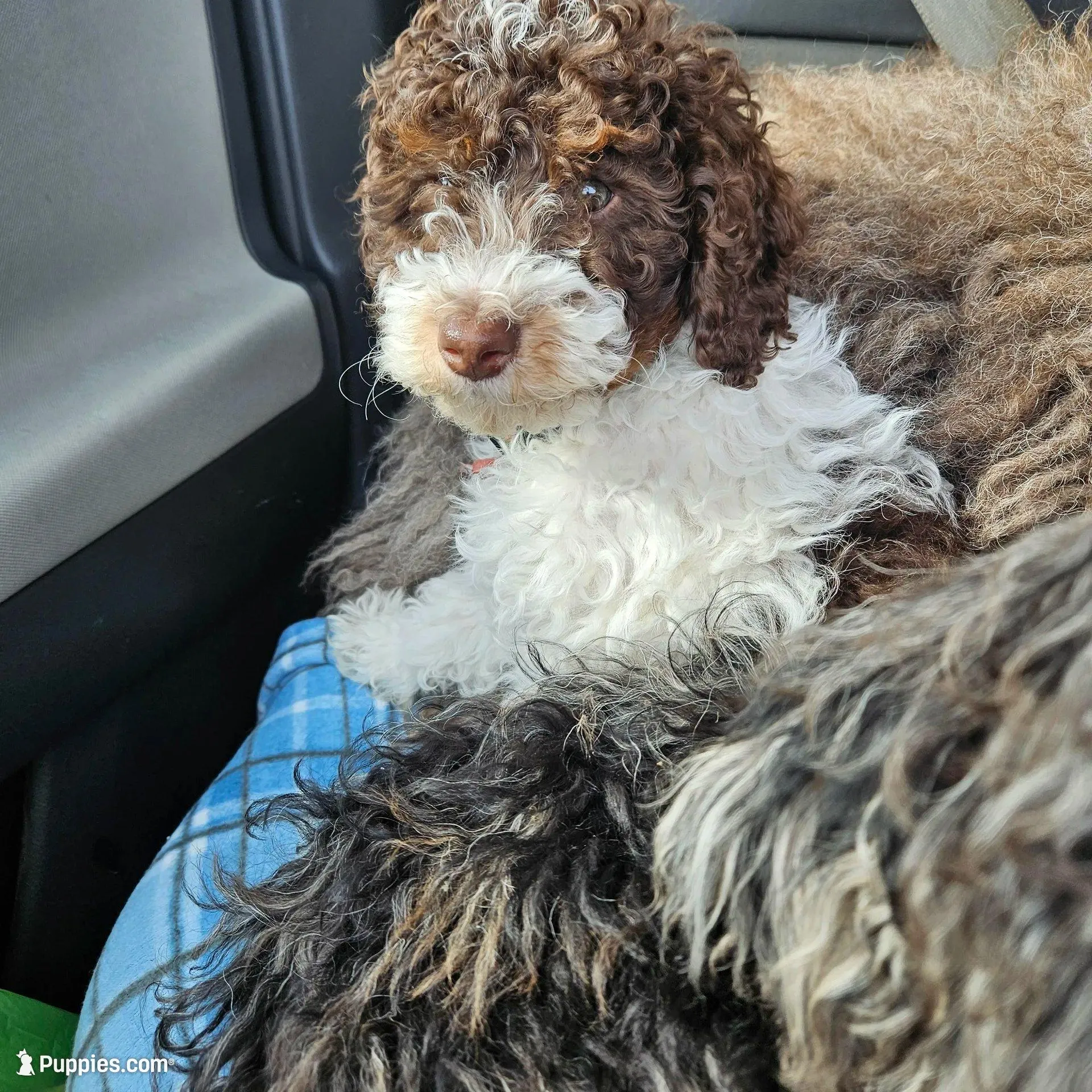 Pretty Puppy, a male Poodle - Miniature  for sale in Whitewater, WI – Photo 3 of 9