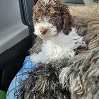 Leo, in training, a male Poodle - Miniature  for sale in Whitewater, WI – Photo 2 of 9