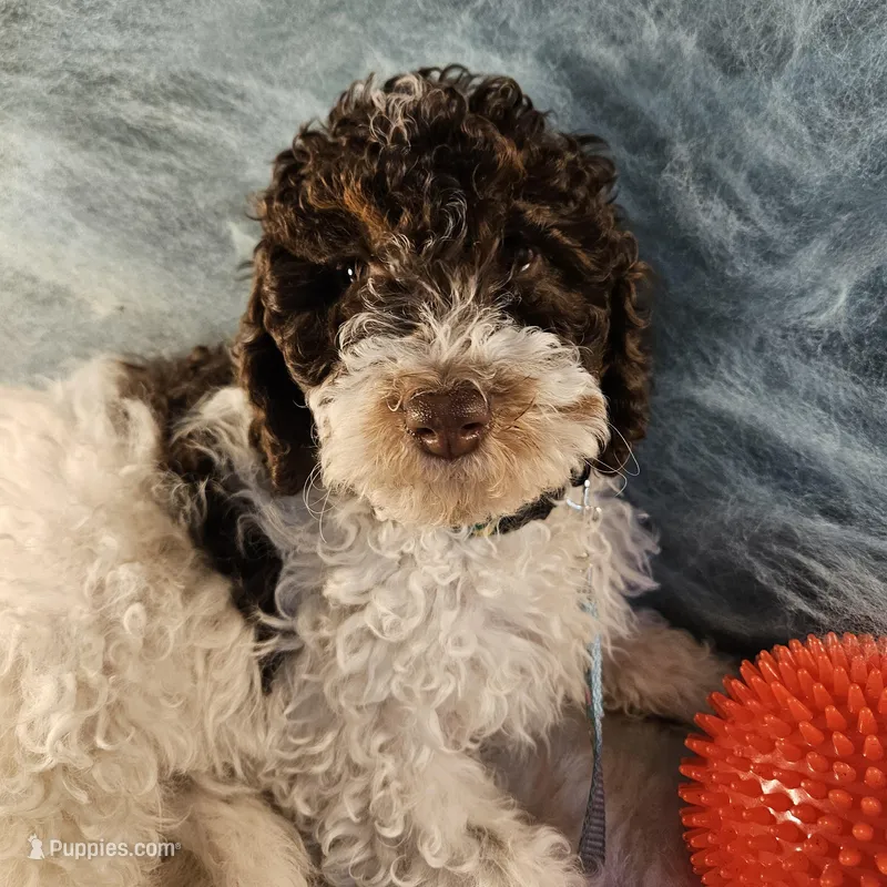 Leo, in training – Poodle - Miniature  puppy for sale in Whitewater, WI