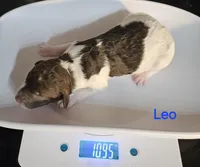 Leo, Moyen, a male Poodle - Miniature  for sale in Whitewater, WI – Photo 2 of 4