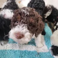 Leo, Moyen, a male Poodle - Miniature  for sale in Whitewater, WI – Photo 1 of 4