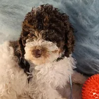 Leo, in training, a male Poodle - Miniature  for sale in Whitewater, WI – Photo 9 of 9