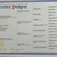 Leo, in training, a male Poodle - Miniature  for sale in Whitewater, WI – Photo 7 of 9