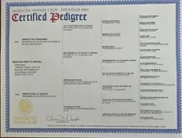 Leo, Moyen, a male Poodle - Miniature  for sale in Whitewater, WI – Photo 4 of 4