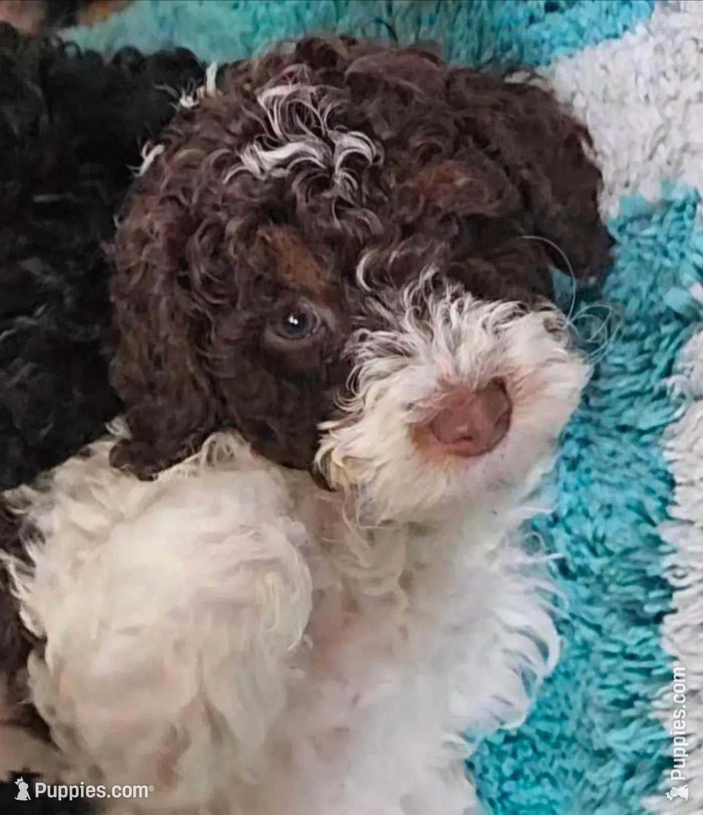 Leo, in training – Poodle - Miniature  puppy for sale in Whitewater, WI