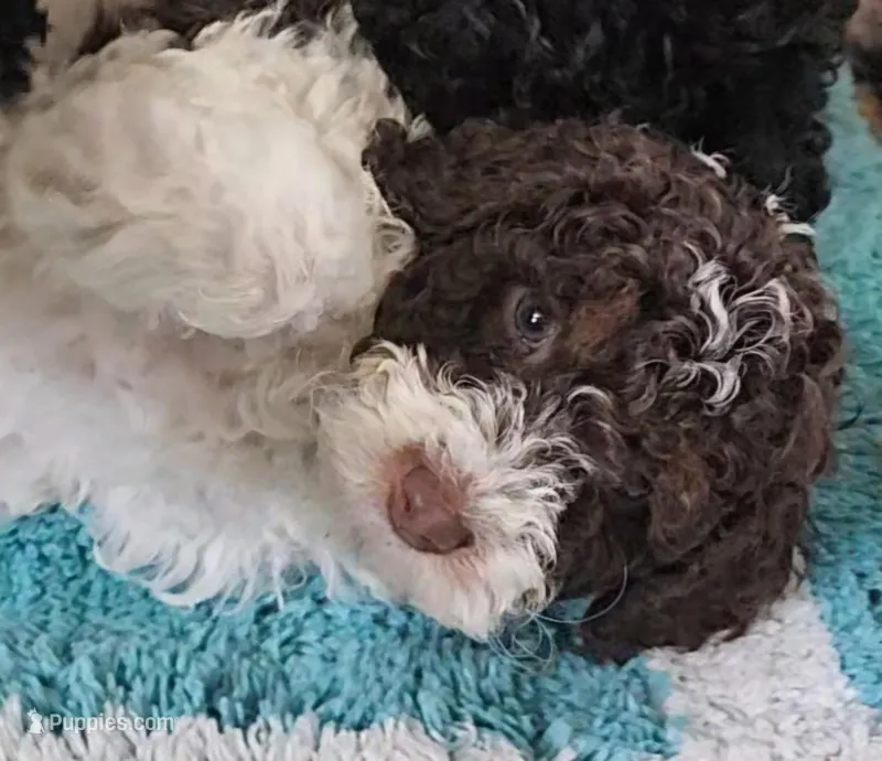 Leo, Moyen – Poodle - Miniature  puppy for sale in Whitewater, WI