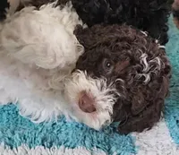 Leo, in training, a male Poodle - Miniature  for sale in Whitewater, WI – Photo 4 of 9