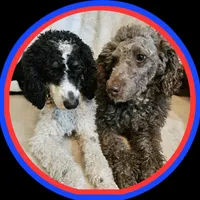 Leo, in training, a male Poodle - Miniature  for sale in Whitewater, WI – Photo 8 of 9