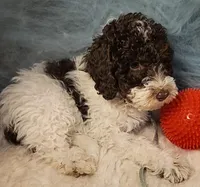 Leo, in training, a male Poodle - Miniature  for sale in Whitewater, WI – Photo 3 of 9