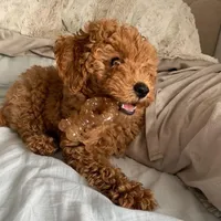 Bentley , a female Goldendoodle for sale in California City, CA – Photo 2 of 6
