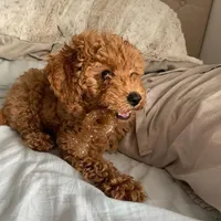 Bentley , a female Goldendoodle for sale in California City, CA – Photo 3 of 6