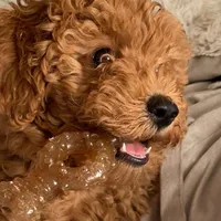 Bentley , a female Goldendoodle for sale in California City, CA – Photo 1 of 6