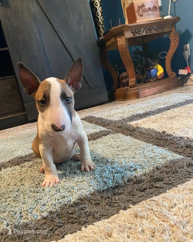Sadie, a female Bull Terrier for sale in California City, CA – Photo 1 of 4