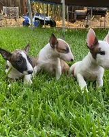 Sadie, a female Bull Terrier for sale in California City, CA – Photo 4 of 4