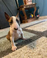 Sadie, a female Bull Terrier for sale in California City, CA – Photo 2 of 4