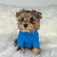 Bosley, a male Yorkshire Terrier for sale in California City, CA – Photo 3 of 4