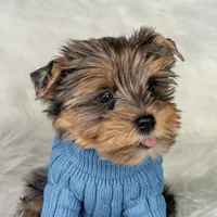 Bosley, a male Yorkshire Terrier for sale in California City, CA – Photo 2 of 4