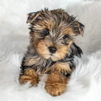 Bosley, a male Yorkshire Terrier for sale in California City, CA – Photo 1 of 4
